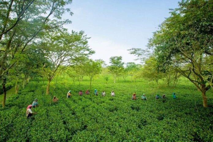 জাতীয় চা দিবসের তারিখ পরিবর্তন করল সরকার