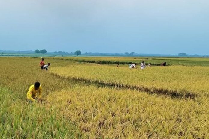 হাওরে আকস্মিক বন্যার আশঙ্কা, দ্রুত ধান কাটার নির্দেশ
