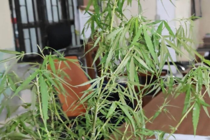 নিজেই চাষ করে ভেজালমুক্ত গাঁজা সেবনের উদ্যোগ, পুলিশের হাতে আটক