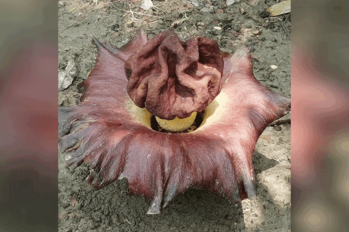 যে ফুলের গন্ধ পচা মাংসের মতো বিশ্রী