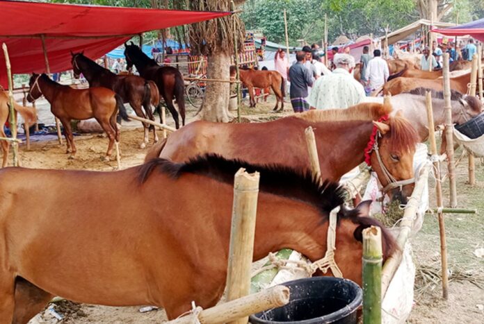 দিনাজপুরে ঐতিহ্যবাহী ঘোড়ার মেলা