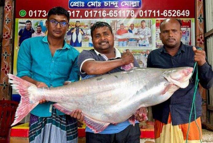 জেলের জালে ২৫ কেজির পাঙ্গাস, ৪৫ হাজার টাকায় বিক্রি