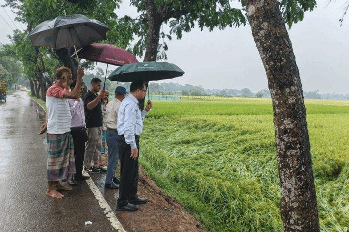 কুমিল্লায় কালবৈশাখীতে ক্ষতিগ্রস্ত ১৭৩৩ হেক্টর জমির ধান