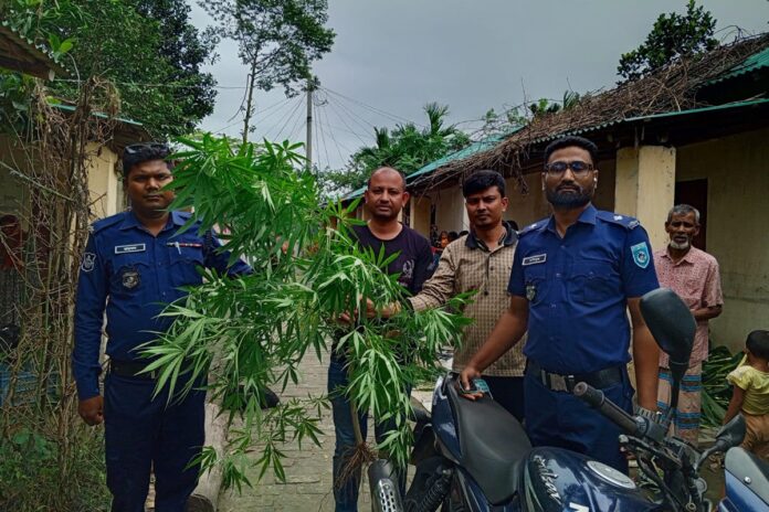 বসতভিটার সবজিবাগান থেকে গাঁজার গাছ উদ্ধার, পুলিশের মামলা