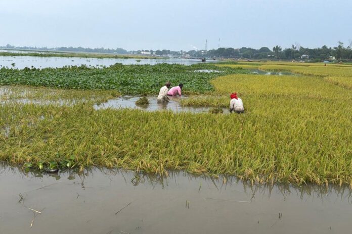 টানা বৃষ্টি ও পাহাড়ি ঢলে নাসিরনগরে তলিয়ে গেছে হাজার বিঘা বোরো ধান
