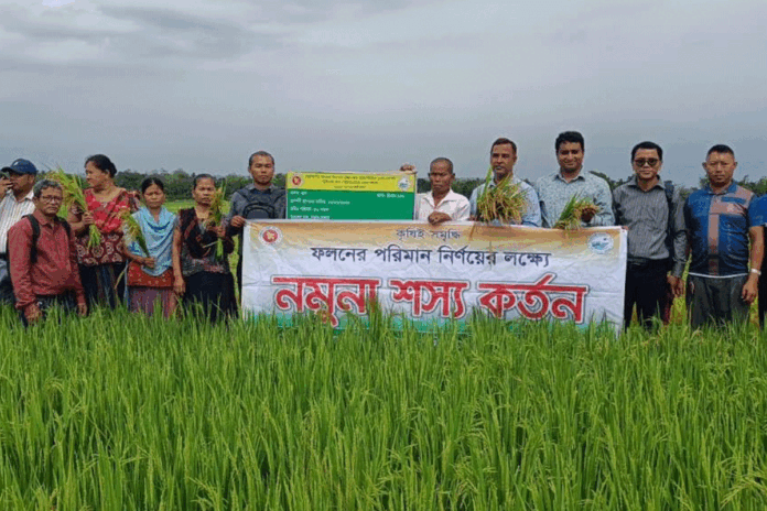 খাগড়াছড়িতে বোরো ধান কাটা শুরু