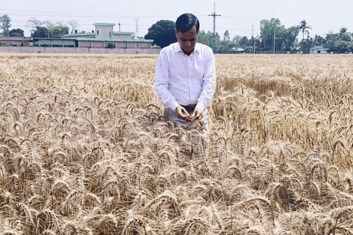 গমের ৫টি নতুন জাত: ফলন হয়েছে দ্বিগুণ, রোগপ্রতিরোধী