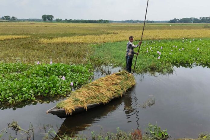 নেত্রকোনায় জলাবদ্ধতায় তলিয়ে গেল বোরো, ক্ষতির পরিমাণ প্রায় ৩৭৬ কোটি টাকা