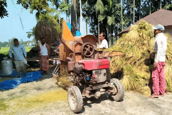 ধানের ফলনে খুশি, দামে হতাশ লালমনিরহাটের চাষিরা