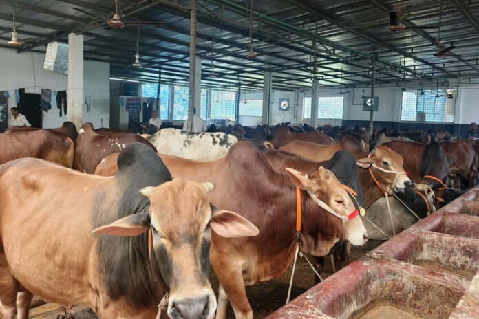 কোরবানি ঘিরে ব্যস্ত কেরানীগঞ্জের খামারিরা