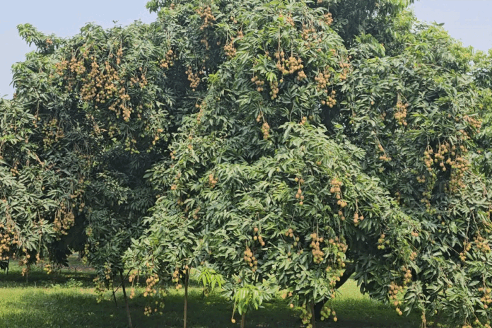 শ্রীপুরে আশানুরূপ ফলন নেই লিচুর, দুশ্চিন্তায় চাষিরা