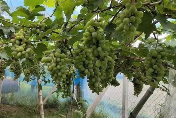 1778732941-9a9ab1d0b3881cf0790cecee6c09613c চাকরির পরিবর্তে আঙুর চাষে বদলে গেল তিন তরুণের জীবন