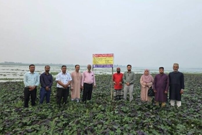 নবীনগরে বাড়ছে ওকিনাওয়া মিষ্টি আলুর আবাদ ও চাহিদা