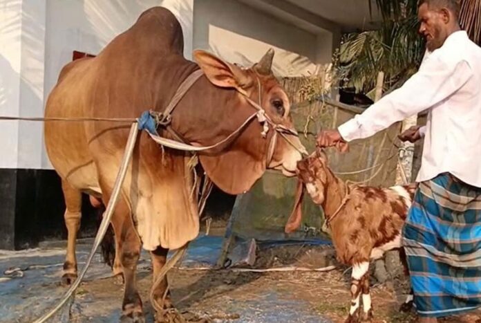 ১২০০ কেজির 'লাল বাদশাকে' কিনলেই ফ্রি ৩০ কেজির 'সোহেলি'