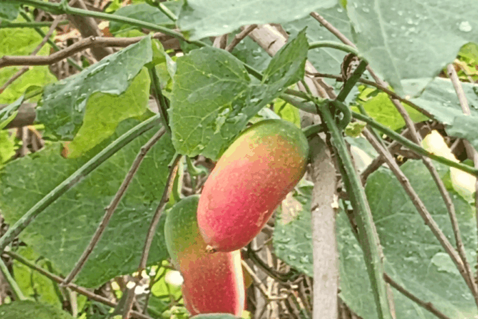 হারিয়ে যাচ্ছে প্রাকৃতিক ইনসুলিন তেলাকুচা