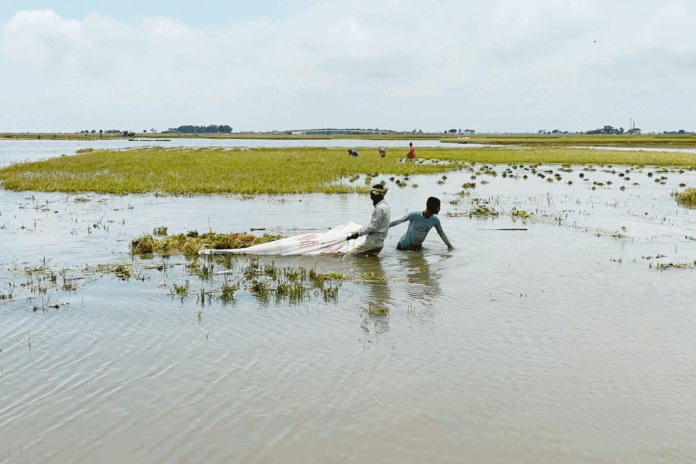 নেত্রকোনায় হাওরাঞ্চলে বোরো ধানের ক্ষতি ৩৭২ কোটি টাকার বেশি
