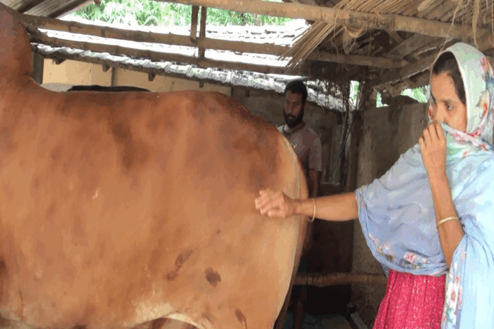 গরু পালনে ভাগ্য বদলেছে মহিউদ্দিন-কবিতার