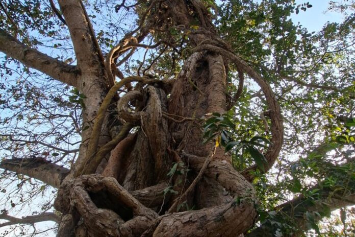 রংপুরে খোঁজ মিলল শতবর্ষী মাধবীলতার