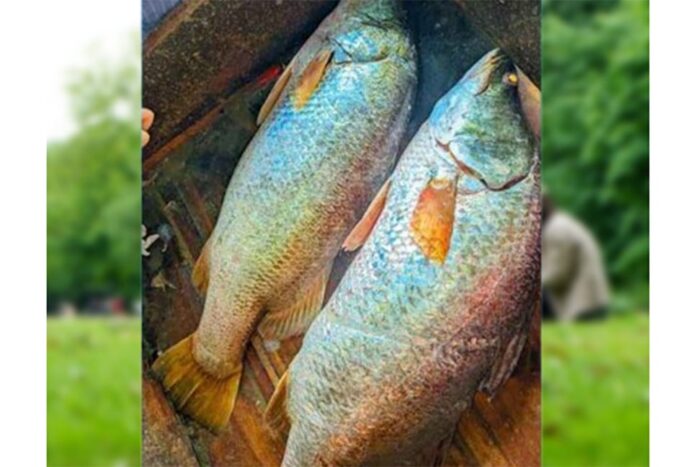 মেঘনায় জেলের জালে ৩৩ কেজির দুই কোরাল মাছ