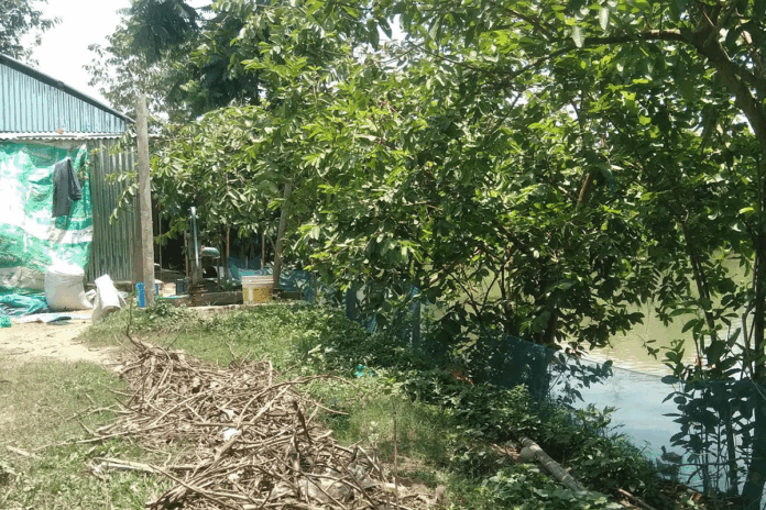 প্রথমে শরীর দুর্বল, ঘাড় বাঁকা; এরপর কাঁপতে কাঁপতে ৩০০ হাঁসের মৃত্যু