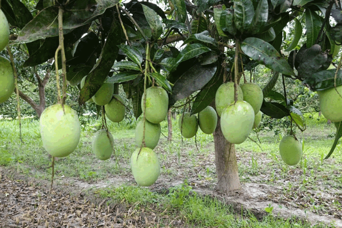 মালয়েশিয়ার বাজারে যাচ্ছে বাংলাদেশি আম, জুনে আসছে পরিদর্শন দল