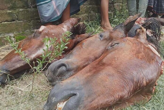 গরুর সঙ্গে ঘোড়ার মাংস মিশিয়ে পাচারের চেষ্টা, আটক ৬