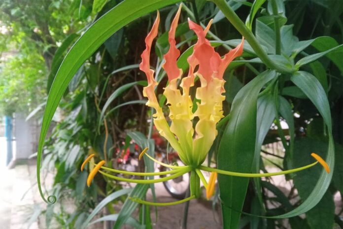 প্রকৃতিতে মুগ্ধতা ছড়াচ্ছে বর্ষার ফুল