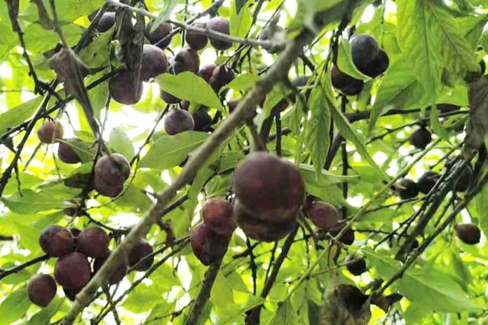 বোয়ালমারীতে আলুবোখারা চাষ করে সাড়া ফেলেছেন হাবিবুর