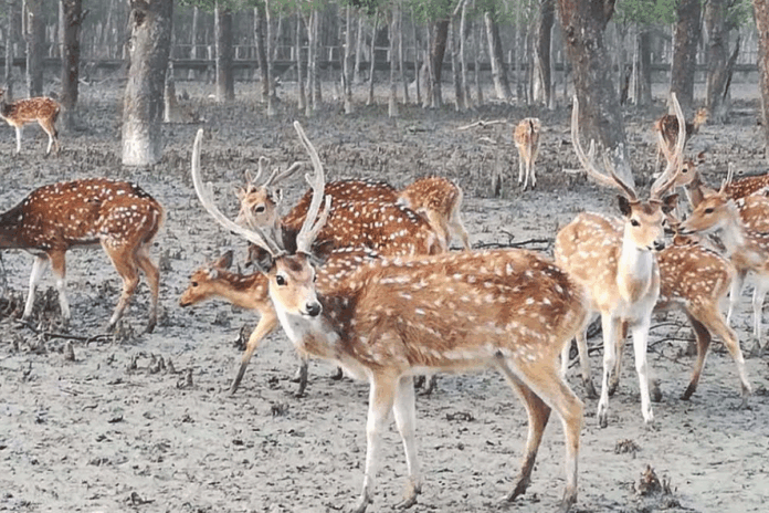 সুন্দরবনের বন্যপ্রাণী নিধনে চিহ্নিত ১৫০ শিকারী, তালিকা গোয়েন্দা সংস্থার হাতে