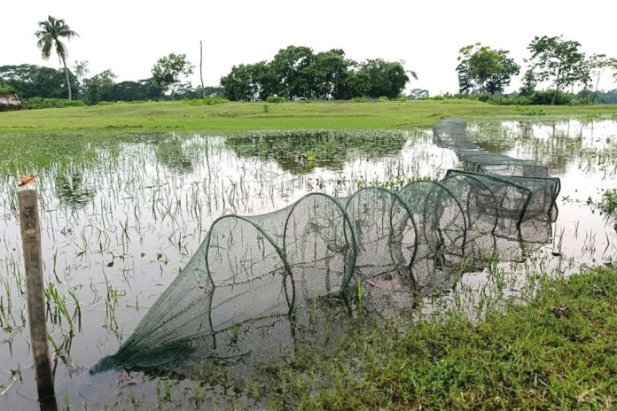 নিষিদ্ধ জালে হুমকির মুখে দেশীয় মাছ!