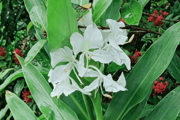 দোলনচাঁপার দোলে মোহিত প্রকৃতিপ্রেমী